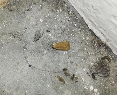 Lepidoptera