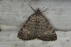 Dichromodes semicanescens