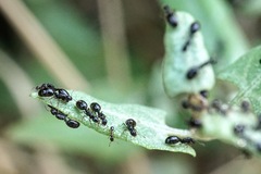 Monomorium monomorium