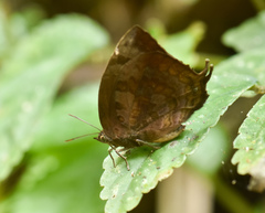 Arhopala centaurus