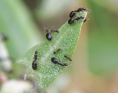 Monomorium monomorium