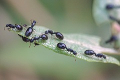 Monomorium monomorium