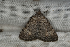 Dichromodes semicanescens