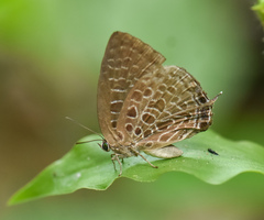 Arhopala dispar