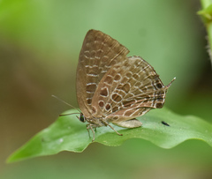 Arhopala dispar