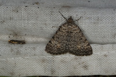 Dichromodes semicanescens