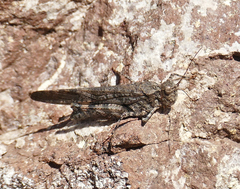 Trimerotropis cyaneipennis