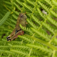 Peripolus