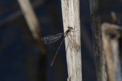 Lestes