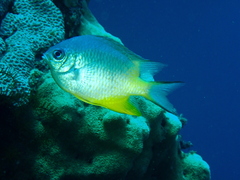 Amblyglyphidodon orbicularis