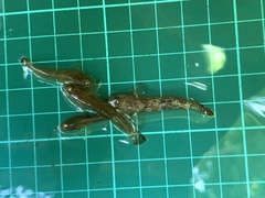 Rhinogobius rubromaculatus