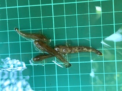 Rhinogobius rubromaculatus