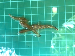 Rhinogobius rubromaculatus