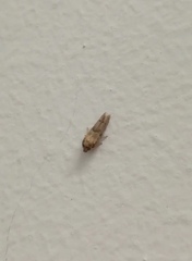 Blastobasidae