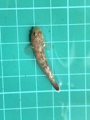 Rhinogobius rubromaculatus