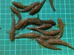 Rhinogobius candidianus