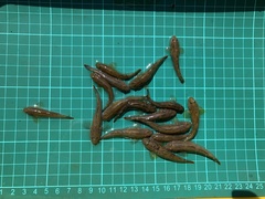 Rhinogobius candidianus