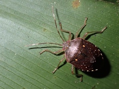 Neotibilis