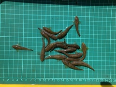 Rhinogobius candidianus