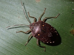 Neotibilis
