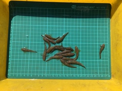 Rhinogobius candidianus