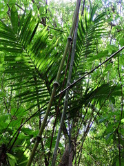 Chamaedorea pochutlensis