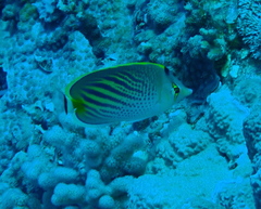 Chaetodon pelewensis