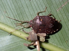 Neotibilis