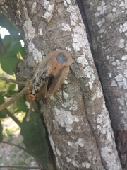 Blaberinae