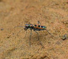 Cosmodela barmanica