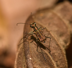 Cylindera paucipilina