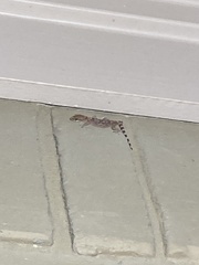 Hemidactylus turcicus