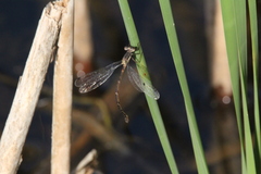 Lestes