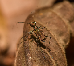 Cylindera paucipilina