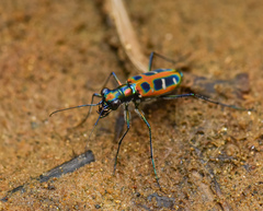 Cosmodela barmanica