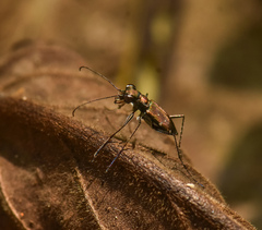 Cylindera paucipilina