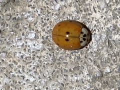 Harmonia axyridis