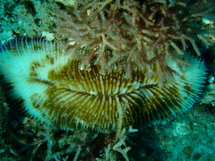Ctenactis