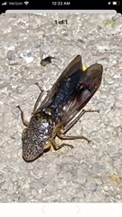 Homalodisca vitripennis