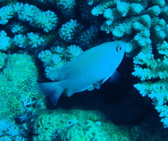 Pomacentrus callainus