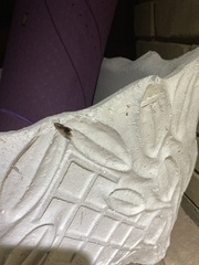 Homalodisca vitripennis