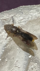 Homalodisca vitripennis