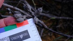 Hakea pycnoneura