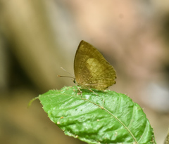 Arhopala perimuta