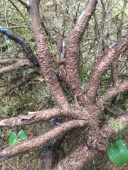 Arceuthobium tsugense