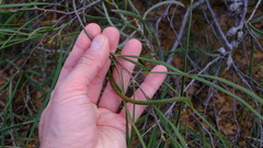Hakea pycnoneura