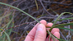 Hakea pycnoneura