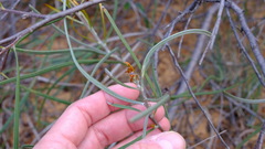Hakea pycnoneura