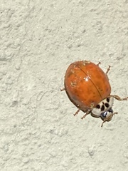 Harmonia axyridis