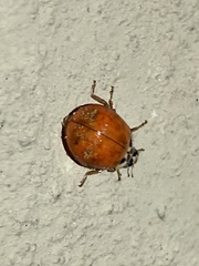 Harmonia axyridis